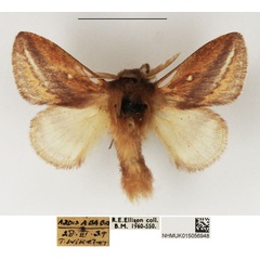 /filer/webapps/moths/media/images/S/scotti_Sena_AM_NHMUK.jpg