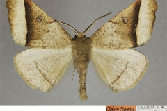 Odontopera exoglypha