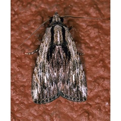 /filer/webapps/moths/media/images/C/catilla_Hypotacha_A_Roland_01.jpg