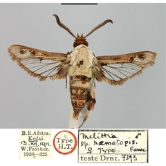 /filer/webapps/moths/media/images/H/haematopis_Melittia_HT_BMNH.jpg