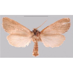/filer/webapps/moths/media/images/M/maloukou_Sesamia_HT_MNHNb.jpg