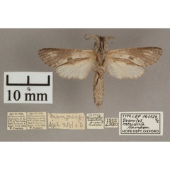 /filer/webapps/moths/media/images/M/mesosticta_Aethalopteryx_A_OUMNHb_01.jpg