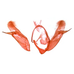 /filer/webapps/moths/media/images/H/hexencauma_Athetis_GMPT_TMSA_14650.jpg