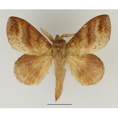 /filer/webapps/moths/media/images/P/punctilimbata_Mallocampa_AM_Basquin_02.jpg