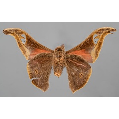 /filer/webapps/moths/media/images/T/tessmanni_Ludia_STM_ZMHBb.jpg