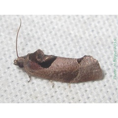 /filer/webapps/moths/media/images/E/ecnomia_Thaumatotibia_A_Bippus.jpg