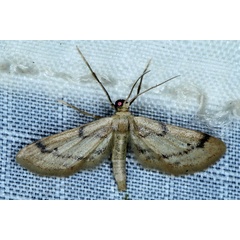 /filer/webapps/moths/media/images/L/lilliputaria_Idaea_A_Heyns_01.JPG