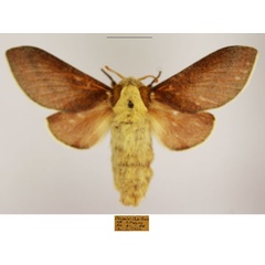 /filer/webapps/moths/media/images/C/concolor_Streblote_AF_TMSA_01.jpg