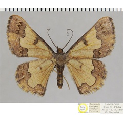 /filer/webapps/moths/media/images/C/clavigera_Zamarada_PTF_ZSM.jpg