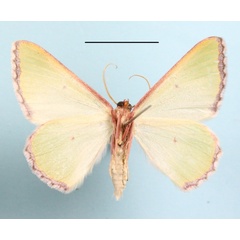 /filer/webapps/moths/media/images/D/discerpta_Adicocrita_A_MGCLb_01.JPG
