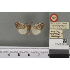 /filer/webapps/moths/media/images/C/conioptera_Laelia_HT_BMNHa.jpg