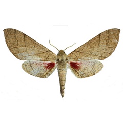 /filer/webapps/moths/media/images/K/kingstoni_Neoclanis_PTF_EMEMa.jpg