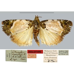 /filer/webapps/moths/media/images/B/bicolorana_Lithacodia_HT_MNHN.jpg