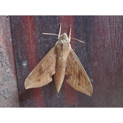 /filer/webapps/moths/media/images/I/irregularis_Hippotion_A_Ajibade.JPG