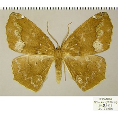 /filer/webapps/moths/media/images/F/flexa_Epigynoptery_AF_ZSM_02.jpg