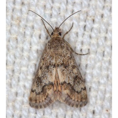 /filer/webapps/moths/media/images/C/comparalis_Tegostoma_A_Heyns_01.jpg