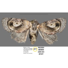 /filer/webapps/moths/media/images/N/niger_Paracroria_PTF_Mueller_02.jpg