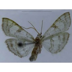 /filer/webapps/moths/media/images/L/leucomesalis_Glyphodes_HT_ZSM.jpg