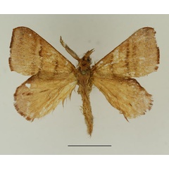 /filer/webapps/moths/media/images/E/emarginata_Leipoxais_AM_Basquin_01.jpg