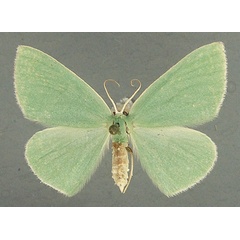 /filer/webapps/moths/media/images/F/fuscoterminata_Heterorachis_AF_TMSA.jpg