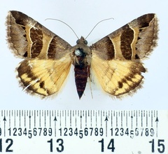 /filer/webapps/moths/media/images/E/euclidioides_Grammodes_AF_BMNH.jpg
