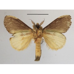 /filer/webapps/moths/media/images/M/metaphaea_Enomotarcha_A_MGCLb_01.JPG