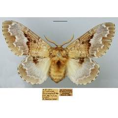 /filer/webapps/moths/media/images/R/regia_Schausinna_AF_TMSA_GrQbHz0.jpg