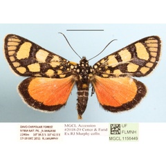 /filer/webapps/moths/media/images/N/nigrobasalis_Pseudopais_AM_MGCLa_01.JPG