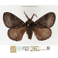 /filer/webapps/moths/media/images/F/fusca_Taragama_STM_NHMUK_01.jpg