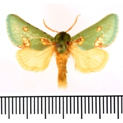 /filer/webapps/moths/media/images/A/aetitis_Taeda_AM_BMNH.jpg