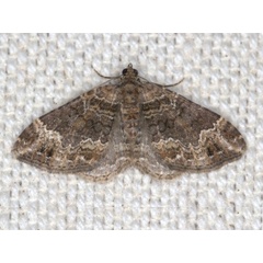 /filer/webapps/moths/media/images/T/transjugata_Xanthorhoe_A_Heyns.jpg