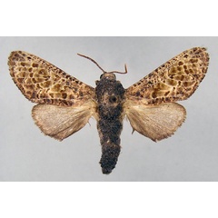 /filer/webapps/moths/media/images/P/pantherina_Politzariella_HT_ZSM.jpg