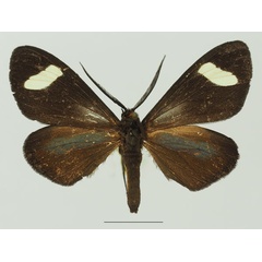 /filer/webapps/moths/media/images/P/perspicua_Pitthea_AM_Basquina.jpg