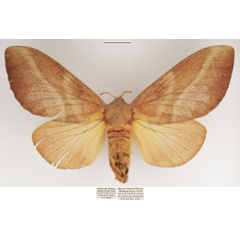 /filer/webapps/moths/media/images/P/pallens_Pallastica_AF_TMSA_01.jpg