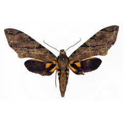 /filer/webapps/moths/media/images/M/morganii_Xanthopan_AF_Basquin.jpg