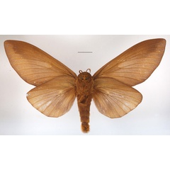 /filer/webapps/moths/media/images/I/imperialis_Gonometa_AF_MGCLb_01.JPG