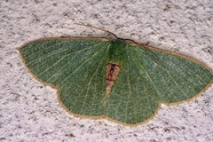 Omphax plantaria