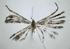 /filer/webapps/moths/media/images/M/meloui_Alucita_HT_BMNH.jpg