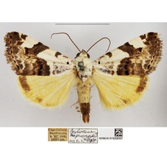/filer/webapps/moths/media/images/T/trychaenoides_Acontia_AM_NHMUK_02.jpg