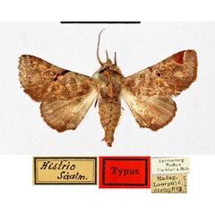 /filer/webapps/moths/media/images/H/histrio_Eutelia_HT_SNMF.jpg