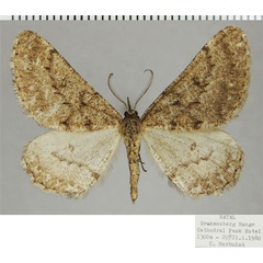 /filer/webapps/moths/media/images/S/simplex_Parectropis_AM_ZSMa.jpg