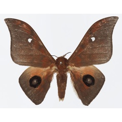 /filer/webapps/moths/media/images/C/cleopatra_Pseudobunaea_AM_Basquina.jpg