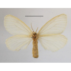 /filer/webapps/moths/media/images/F/fowleri_Stracilla_AF_MGCLb_01.JPG
