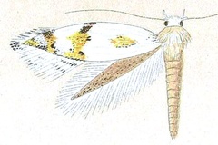 Elachista chelonitis