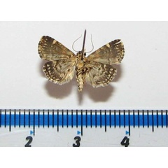 /filer/webapps/moths/media/images/A/argyrogramma_Ozarba_A_Goffb_03.jpg