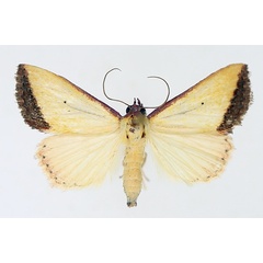 /filer/webapps/moths/media/images/S/subflavalis_Phytometra_AM_TMSA_02.jpg