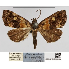 /filer/webapps/moths/media/images/L/leucoglene_Xanthomera_AM_NHMUK_01.jpg