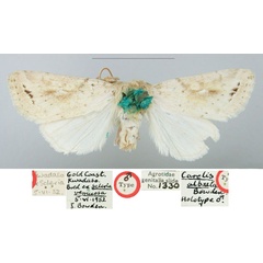 /filer/webapps/moths/media/images/A/albula_Carelis_HT_BMNH_DGpR9k8.jpg