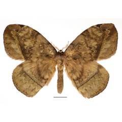 /filer/webapps/moths/media/images/G/gabunica_Parajana_AM_Basquin_02.jpg