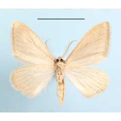 /filer/webapps/moths/media/images/P/phyletis_Scopula_A_MGCLb_01.JPG